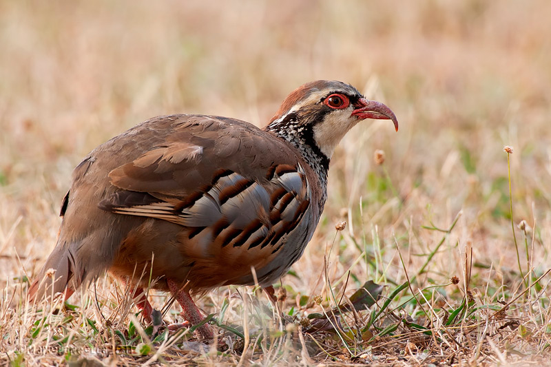 Pernice rossa(Alectoris rufa)